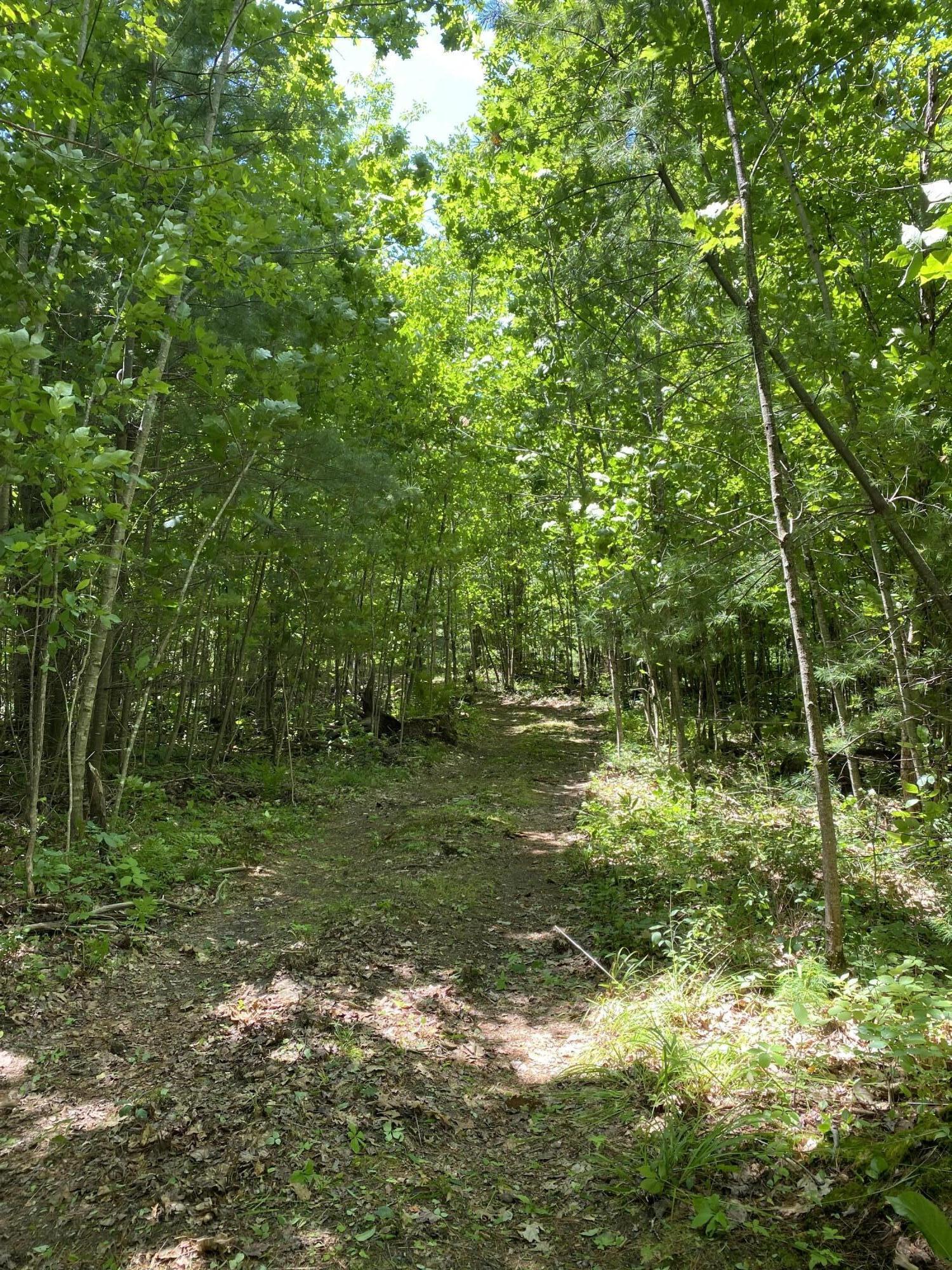 0 Poppy Lane Carthage, ME 04224 - Photo 12 of 22 IMG_0450