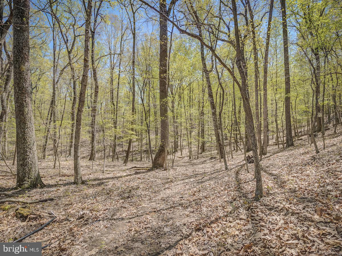9335 Ada Road Marshall, VA 20115 - Photo 6 of 6 Serene woodland, minutes from I-66