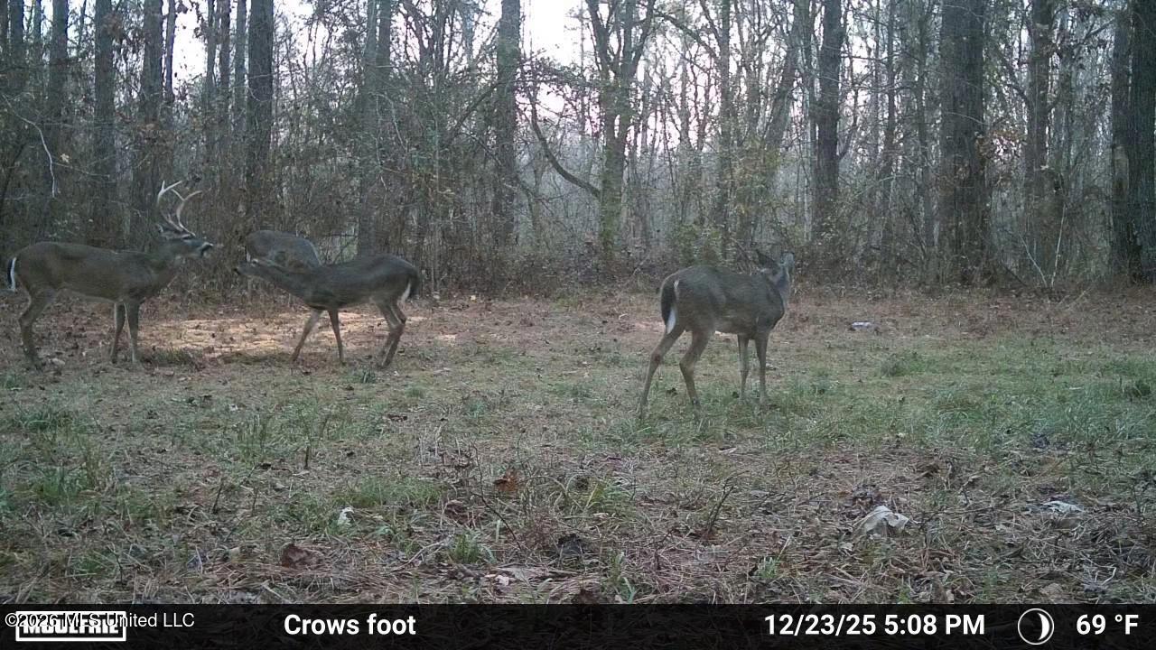 1060 Pearline Bailey Rd Port Port Gibson, MS 39150 - Photo 61 of 63 4074
