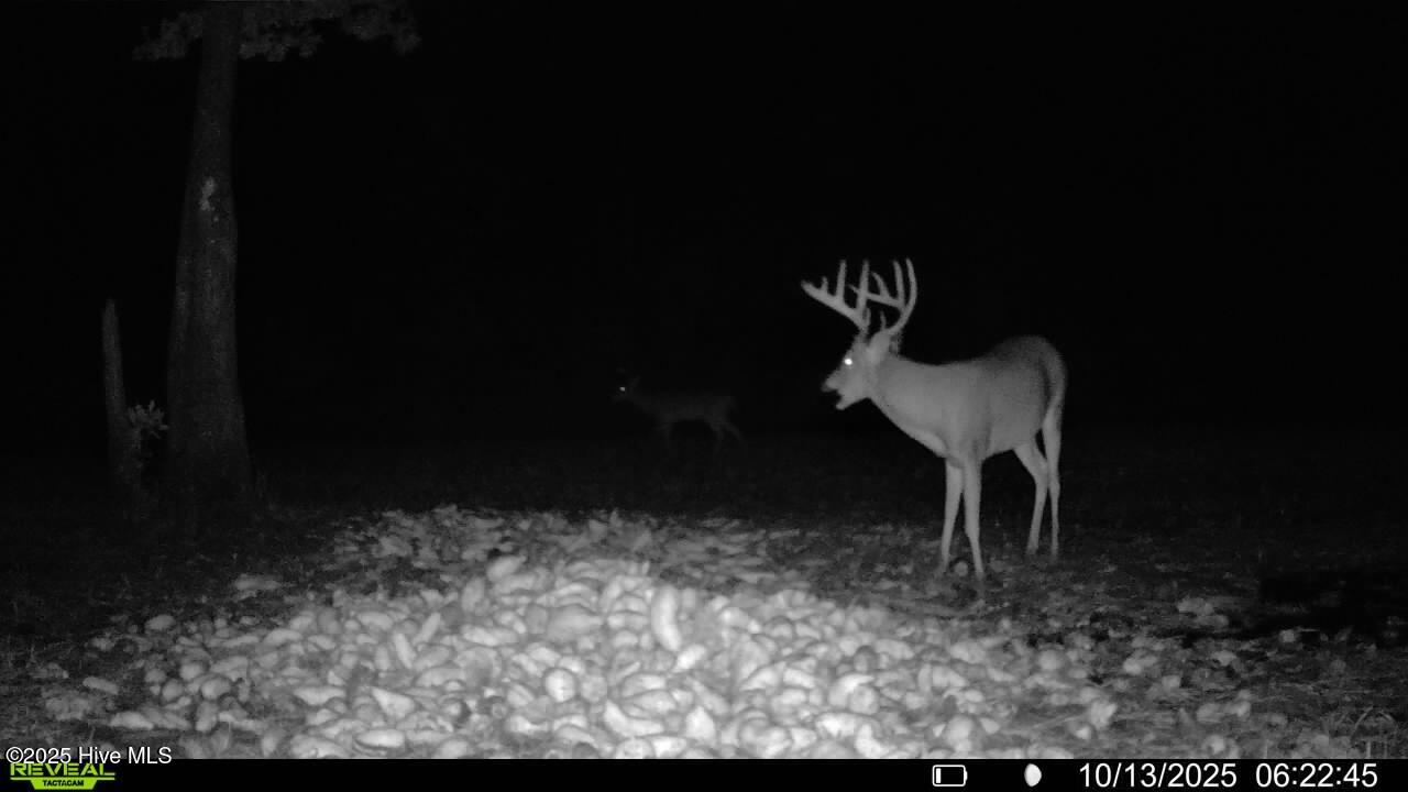 0 Atkinson Cemetery Road Atkinson, NC 28421 - Photo 1 of 73 Trail Cam Shot