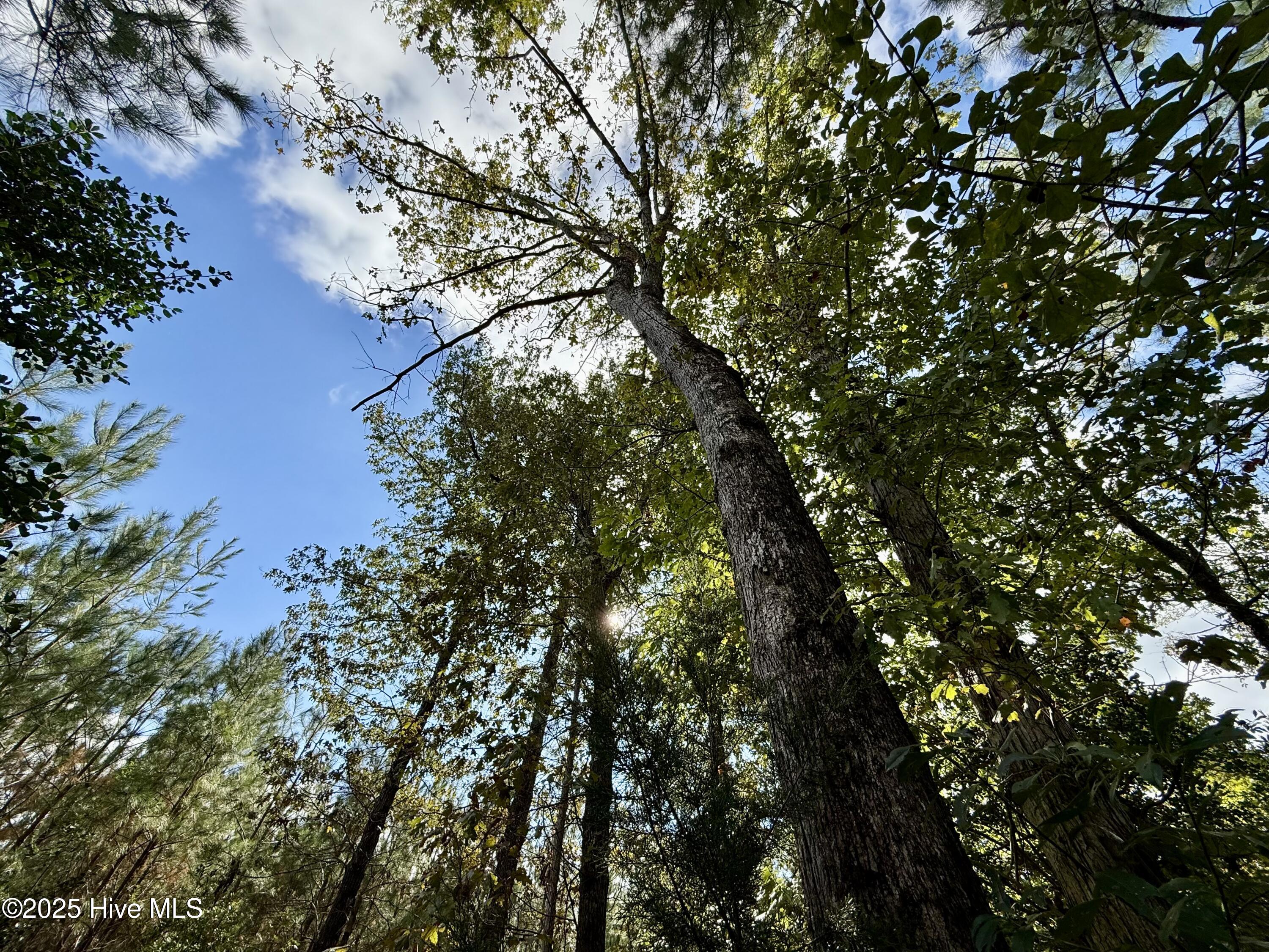 0 Atkinson Cemetery Road Atkinson, NC 28421 - Photo 21 of 73 13e