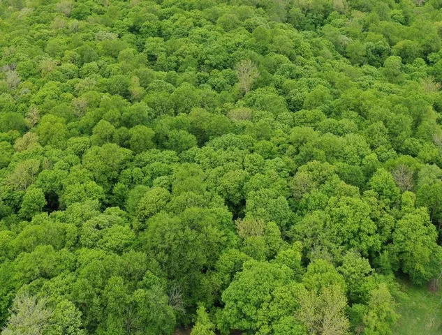 $100,000 | Lot 10-tbd Northeast Rock Lake Road, Rochert, MN 56578