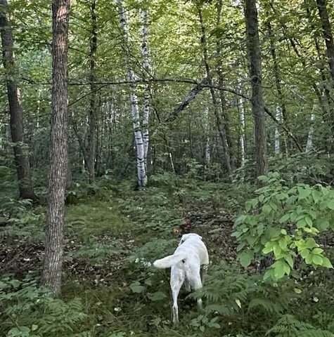 $100,000 | Lot 10-tbd Northeast Rock Lake Road, Rochert, MN 56578