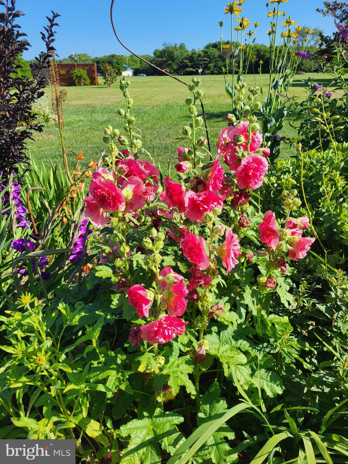 34170 Clay Road Lewes, DE 19958 - Photo 54 of 66 Summer garden