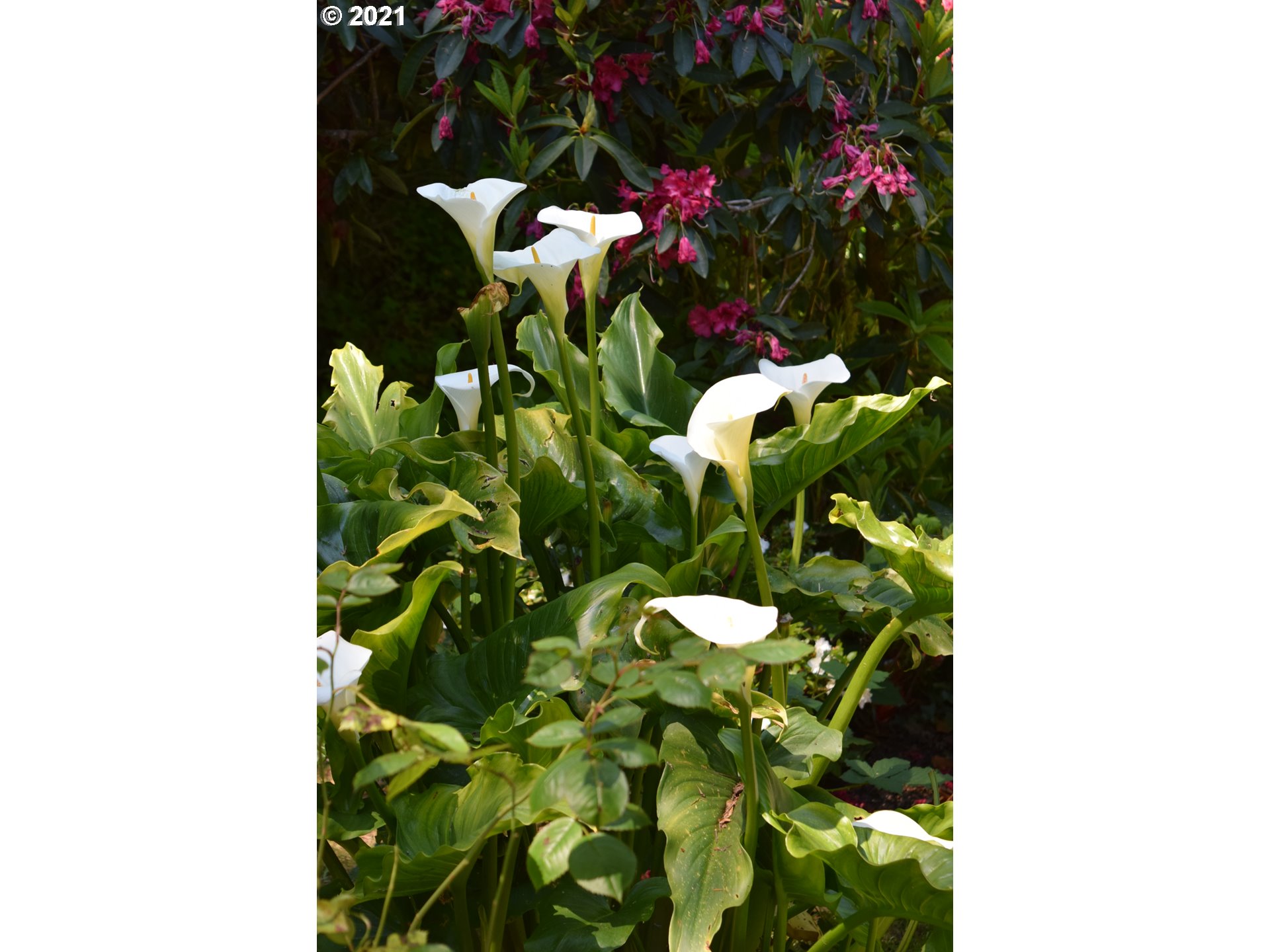 30312 Hummingbird Hill Road Gold Beach, OR 97444 - Photo 16 of 27