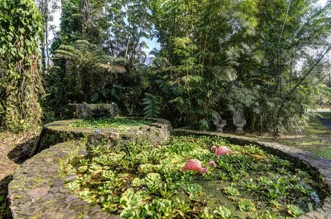 a view of a garden with plants and large trees