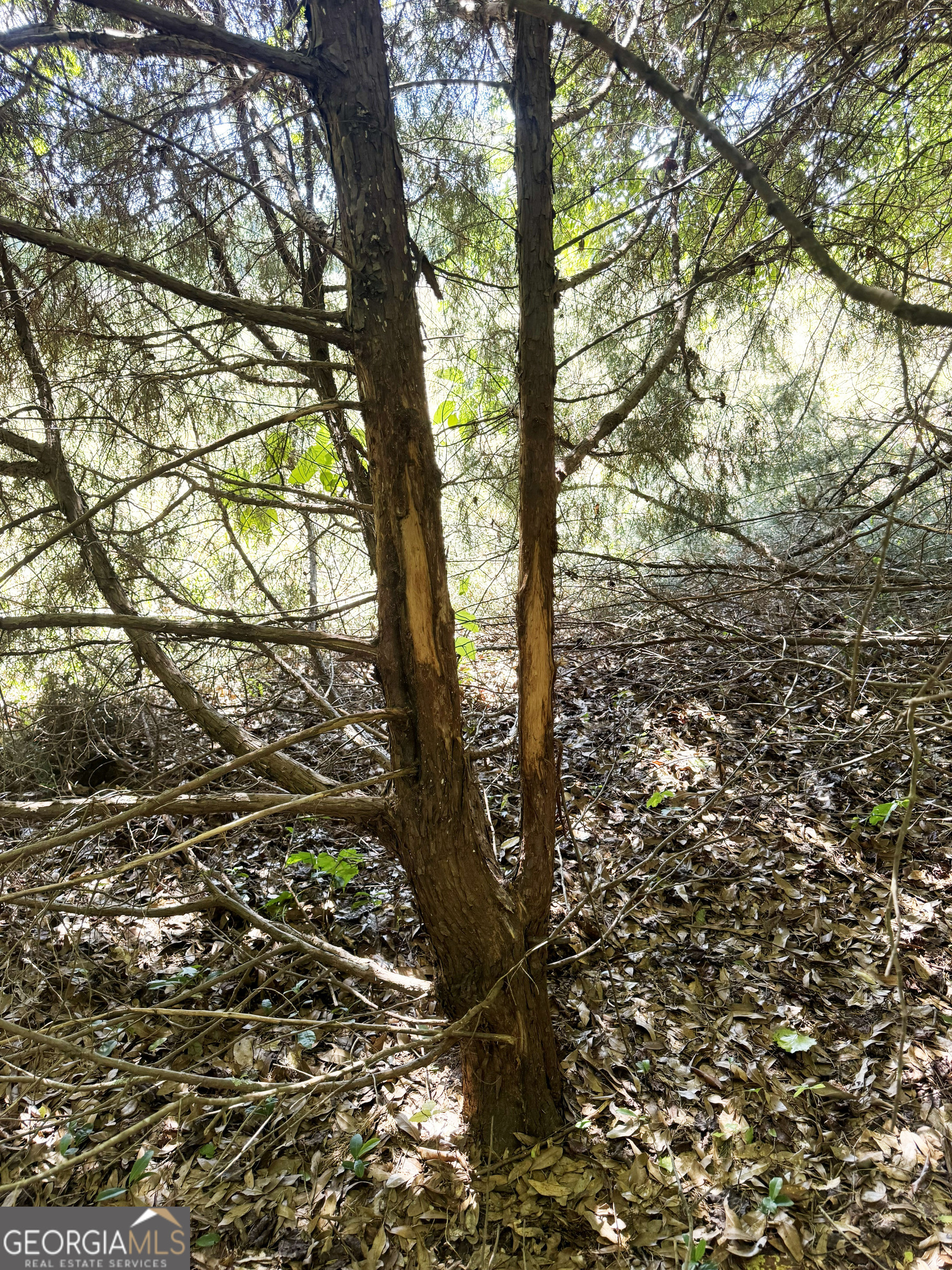 2415 Highway 82 Cuthbert, GA 39840 - Photo 5 of 25 a view of tree