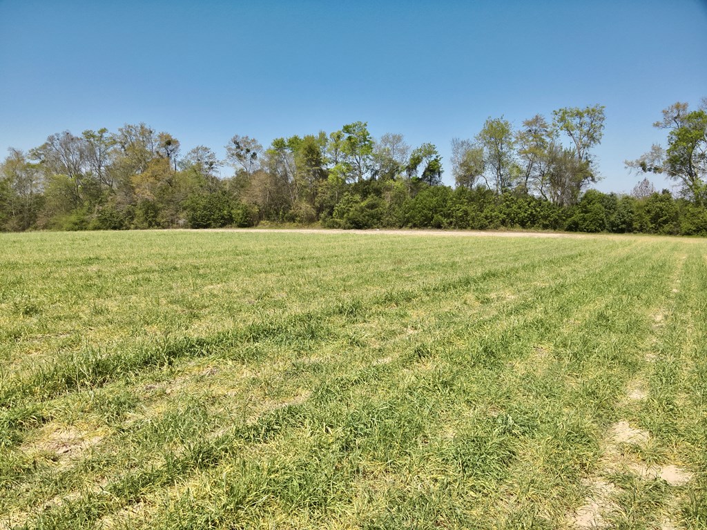4-acres Dillard Road Pansey, AL 36370 - Photo 3 of 8
