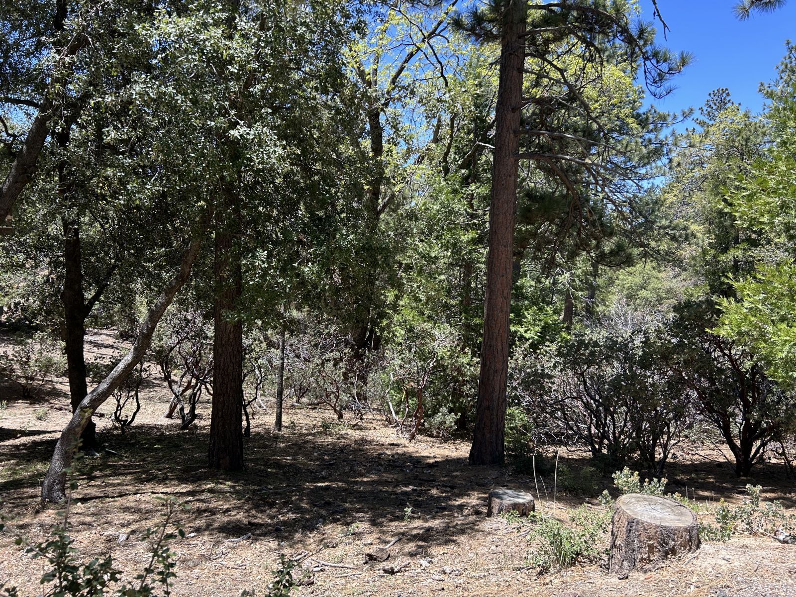 Pine Cove Road Idyllwild, CA 92549 - Photo 2 of 7 Untitled