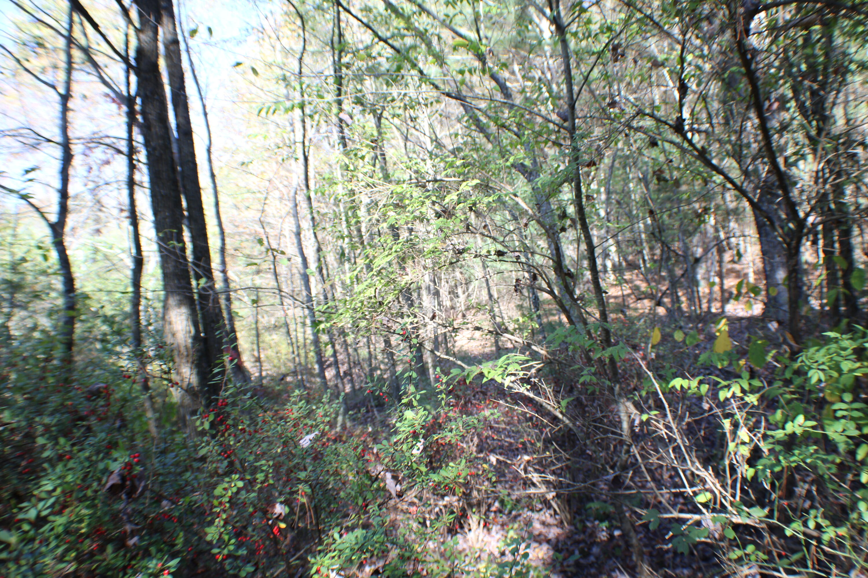 Hively Road Dunmore, WV 24934 - Photo 1 of 6 Gallery Image 1