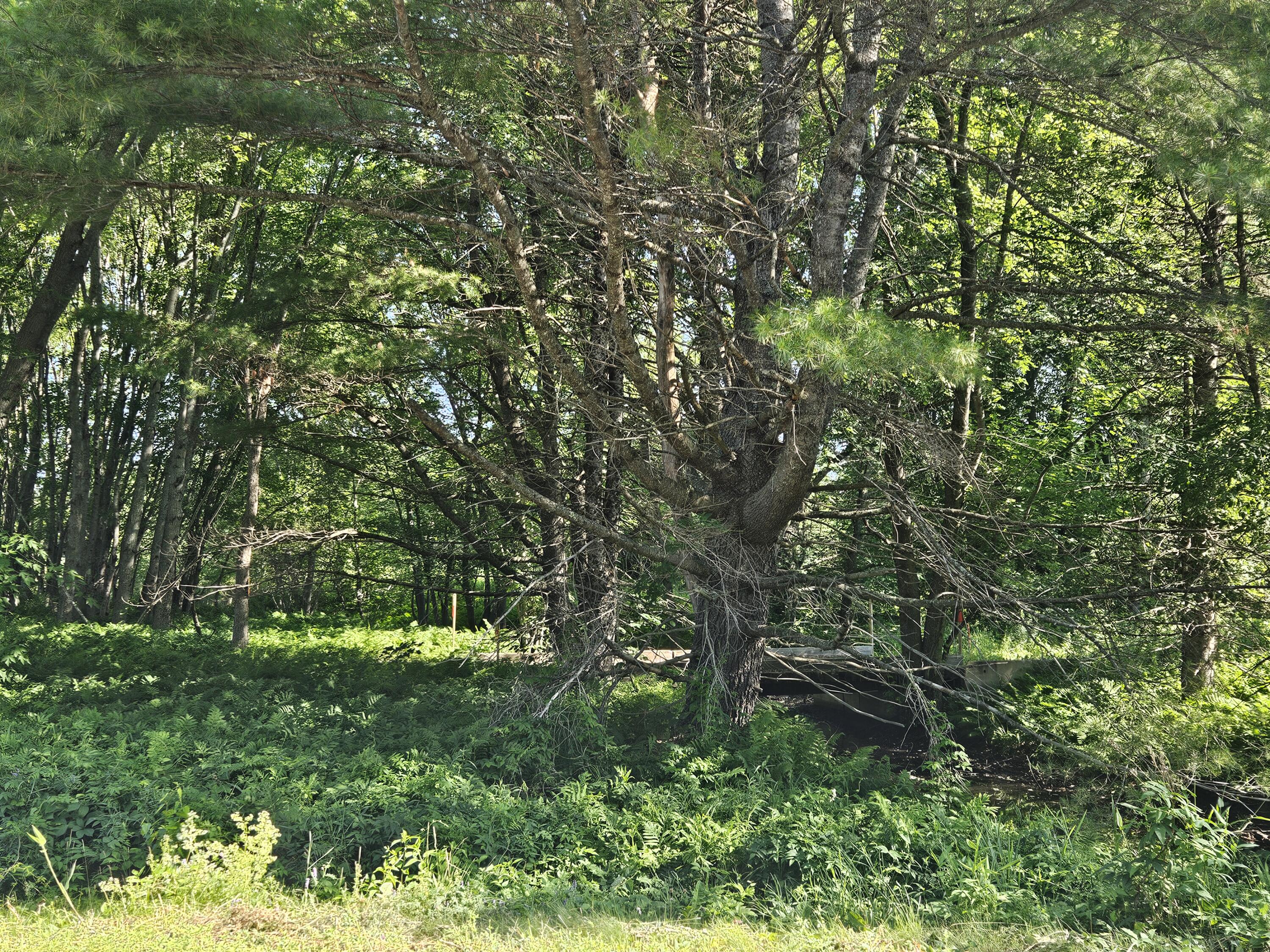 Lot 8-9 Lakeview Road Milo, ME 04463 - Photo 7 of 26 1000016406