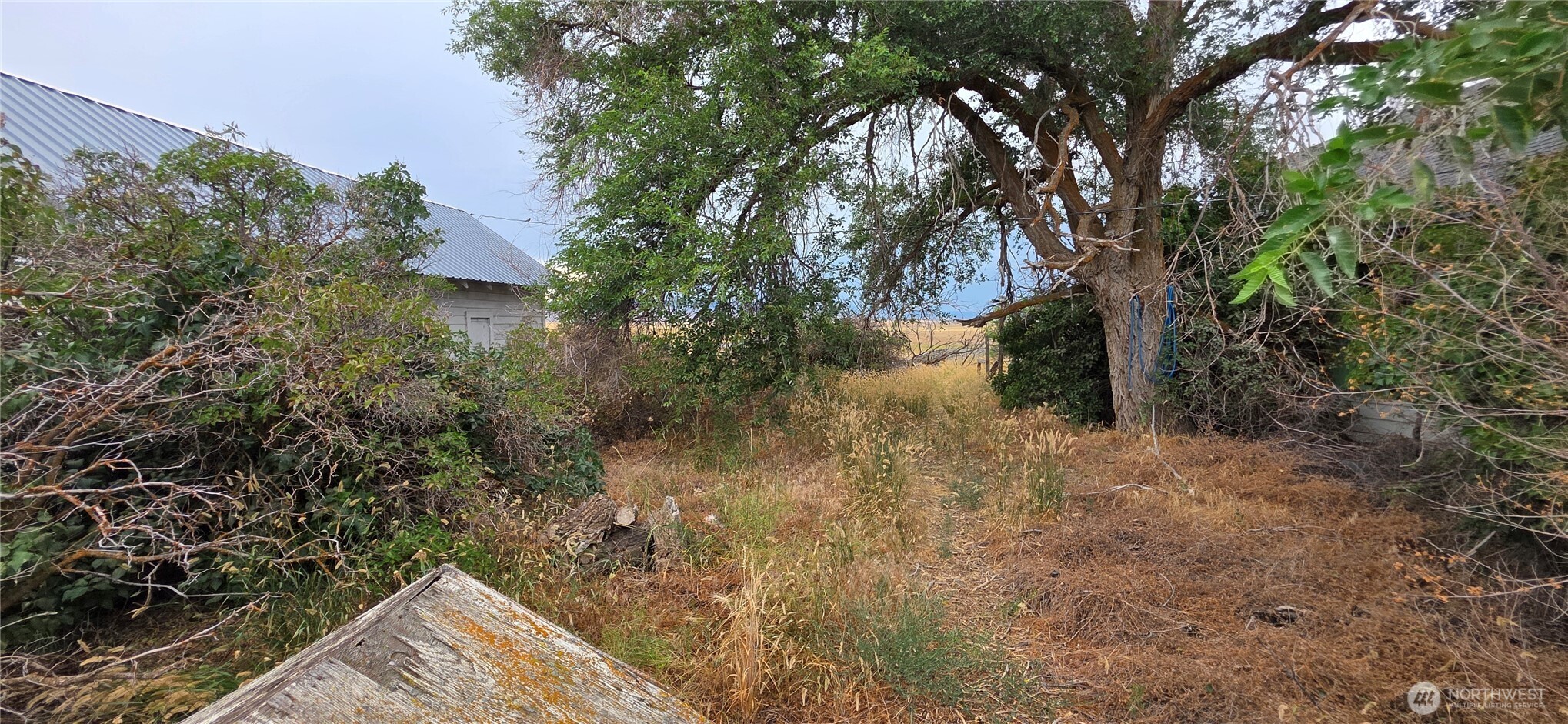 15841 Highway 2 Waterville, WA 98858 - Photo 29 of 40 a view of a yard with plants and trees