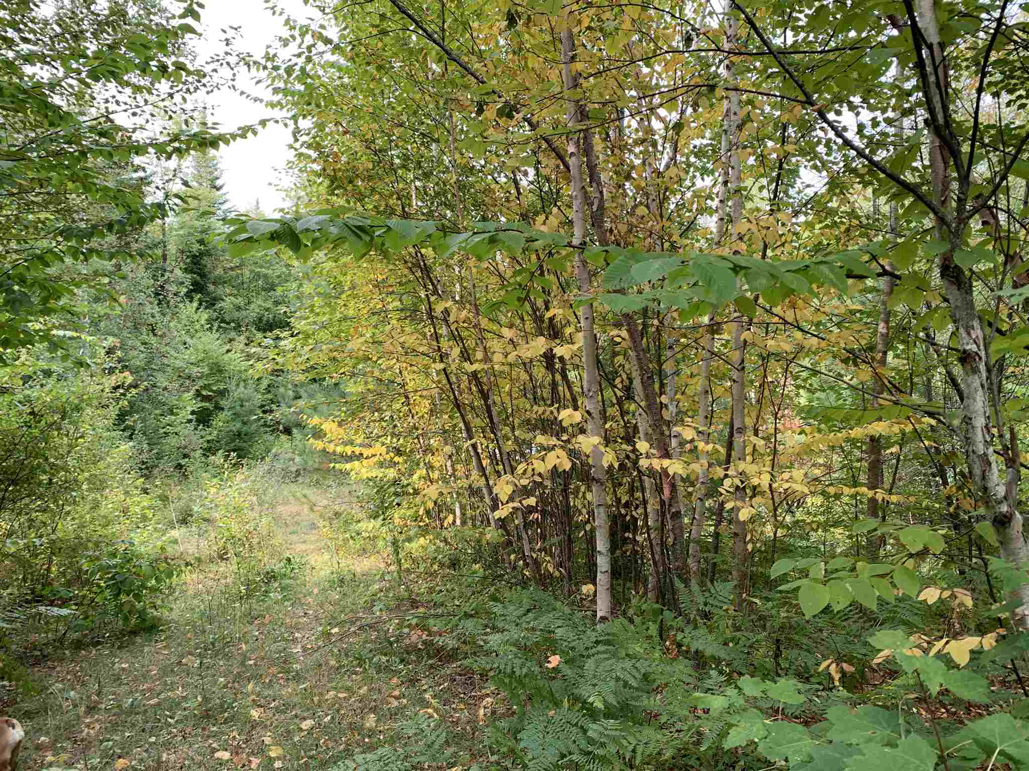 507 West Side Road, Unit 1 Bethlehem, NH 03574 - Photo 4 of 10