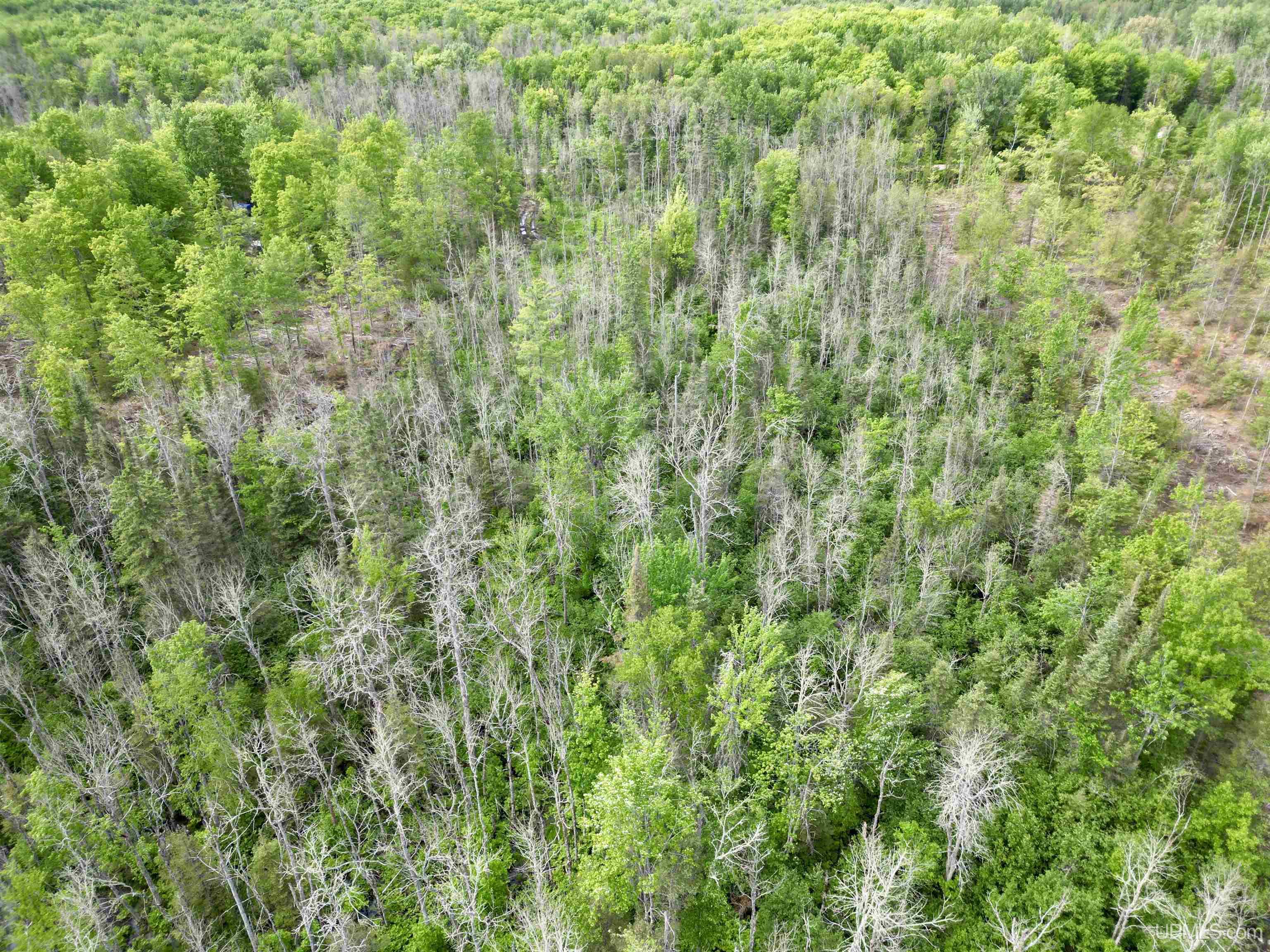 3601 Cr444 Road Rock, MI 49880 - Photo 66 of 78