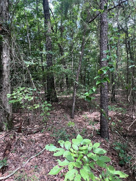 3245 Old Plain Dealing Road Plain Dealing, LA 71064 - Photo 10 of 25 a backyard of a house with lots of green space