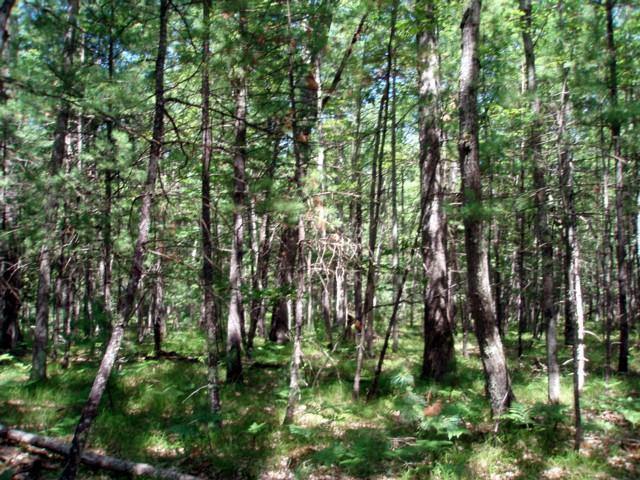 5922 Little River Road Manistee, MI 49660 - Photo 8 of 17 Additional Photo