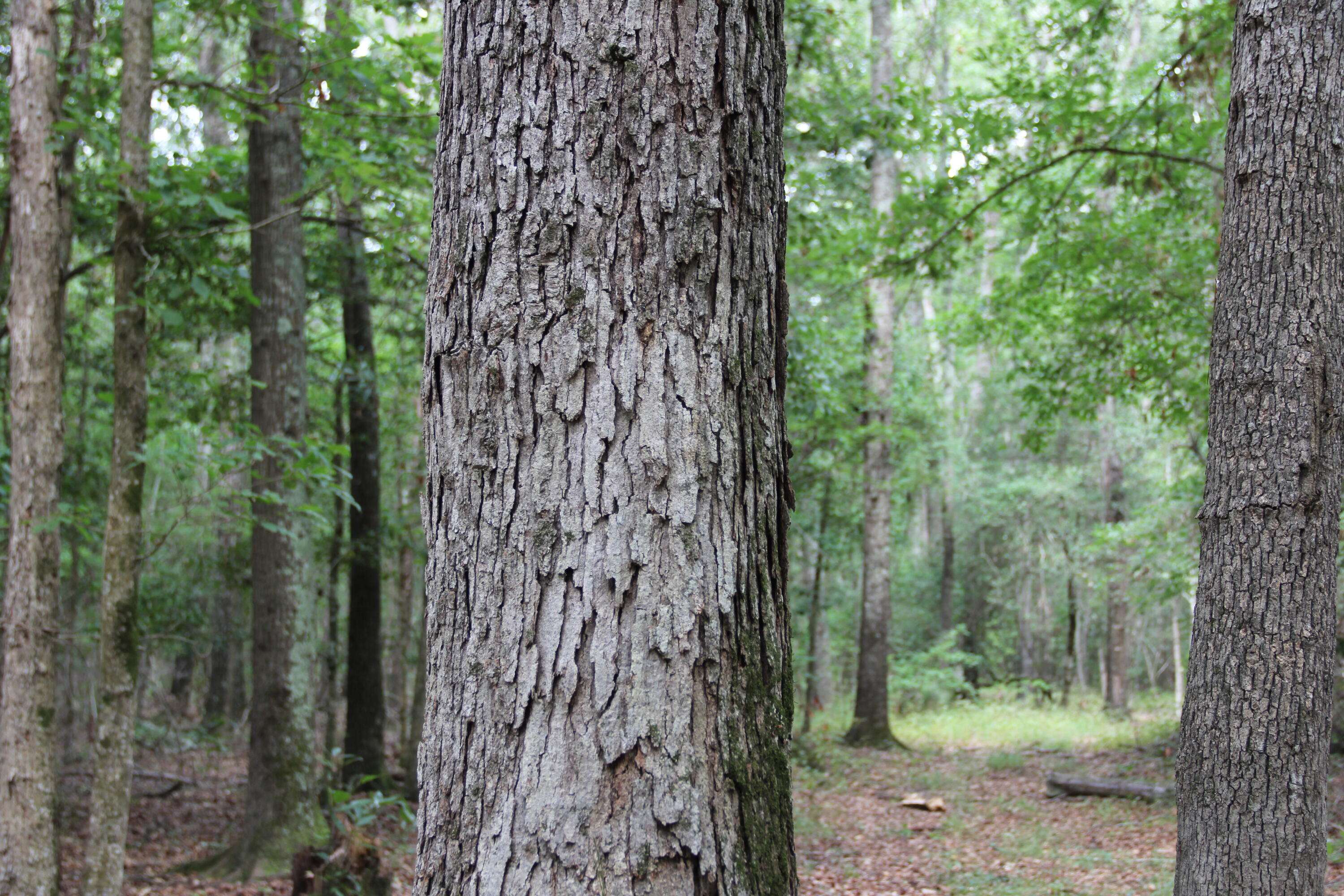 0 4 4 Holes Road Orangeburg, SC 29115 - Photo 18 of 31 IMG_9734