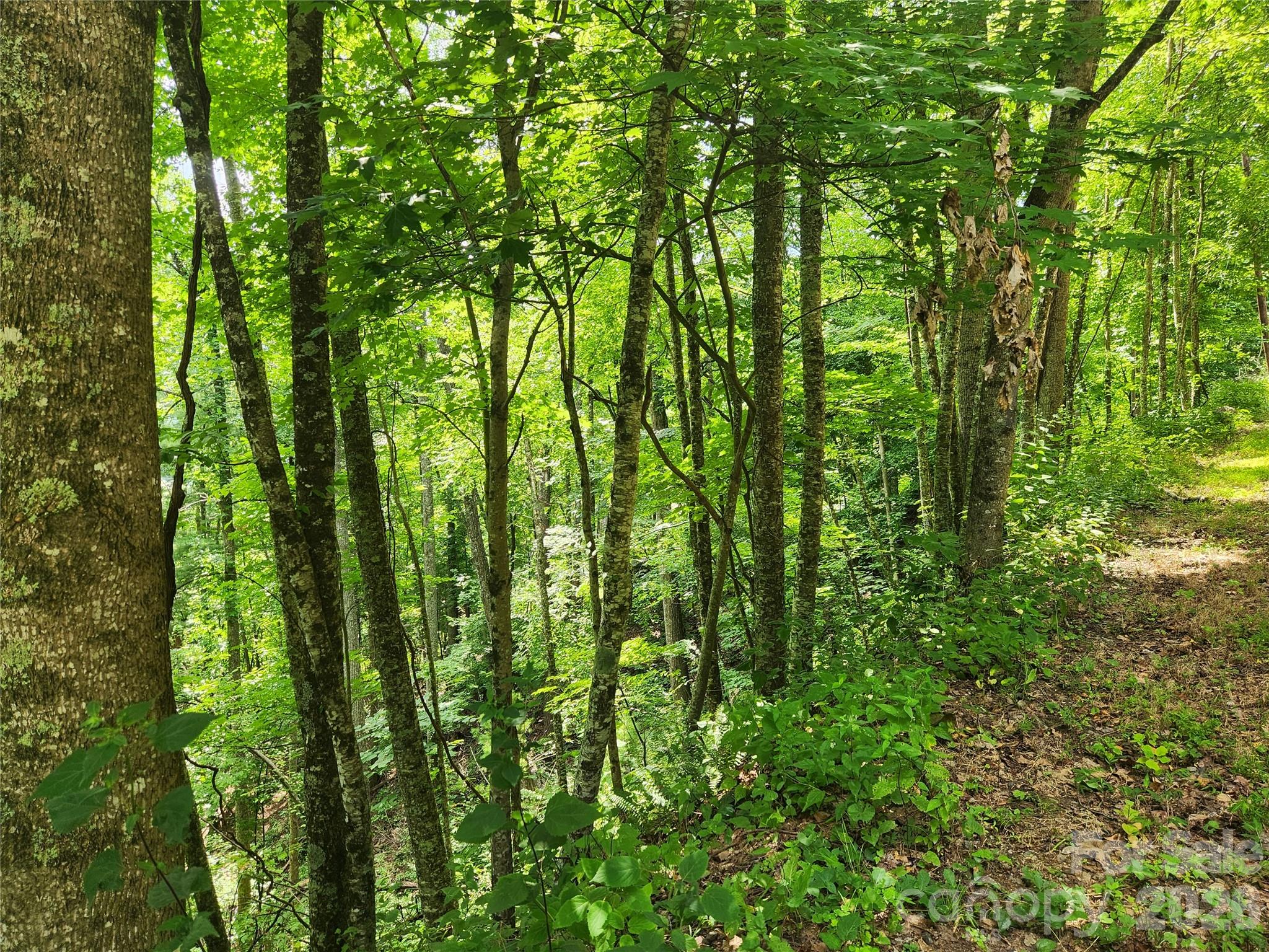 0 Green Ridge Falls Road Barnardsville, NC 28709 - Photo 1 of 4
