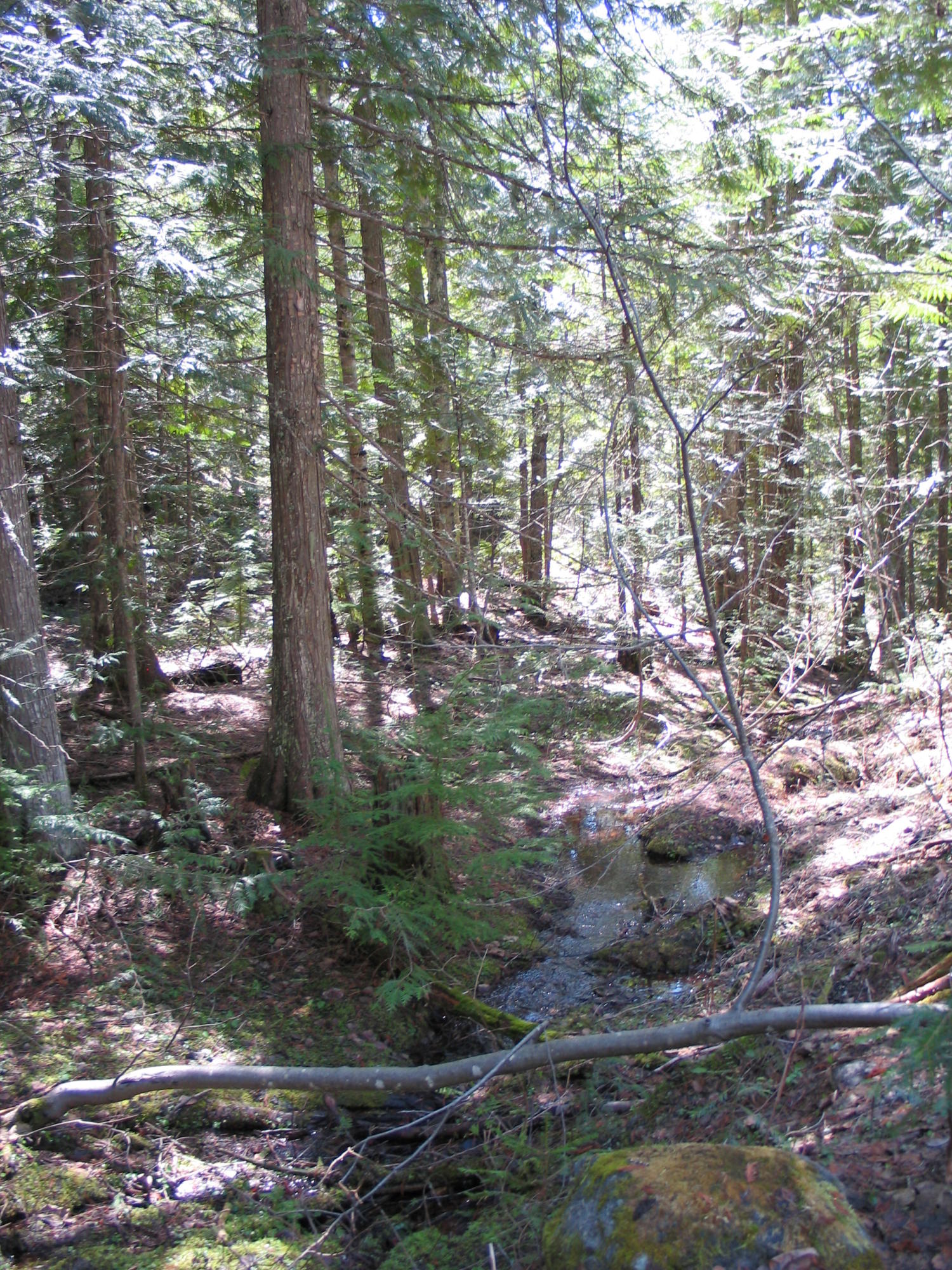 40 Yellow Brick Road Sandpoint, ID 83864 - Photo 1 of 1 40 Acres