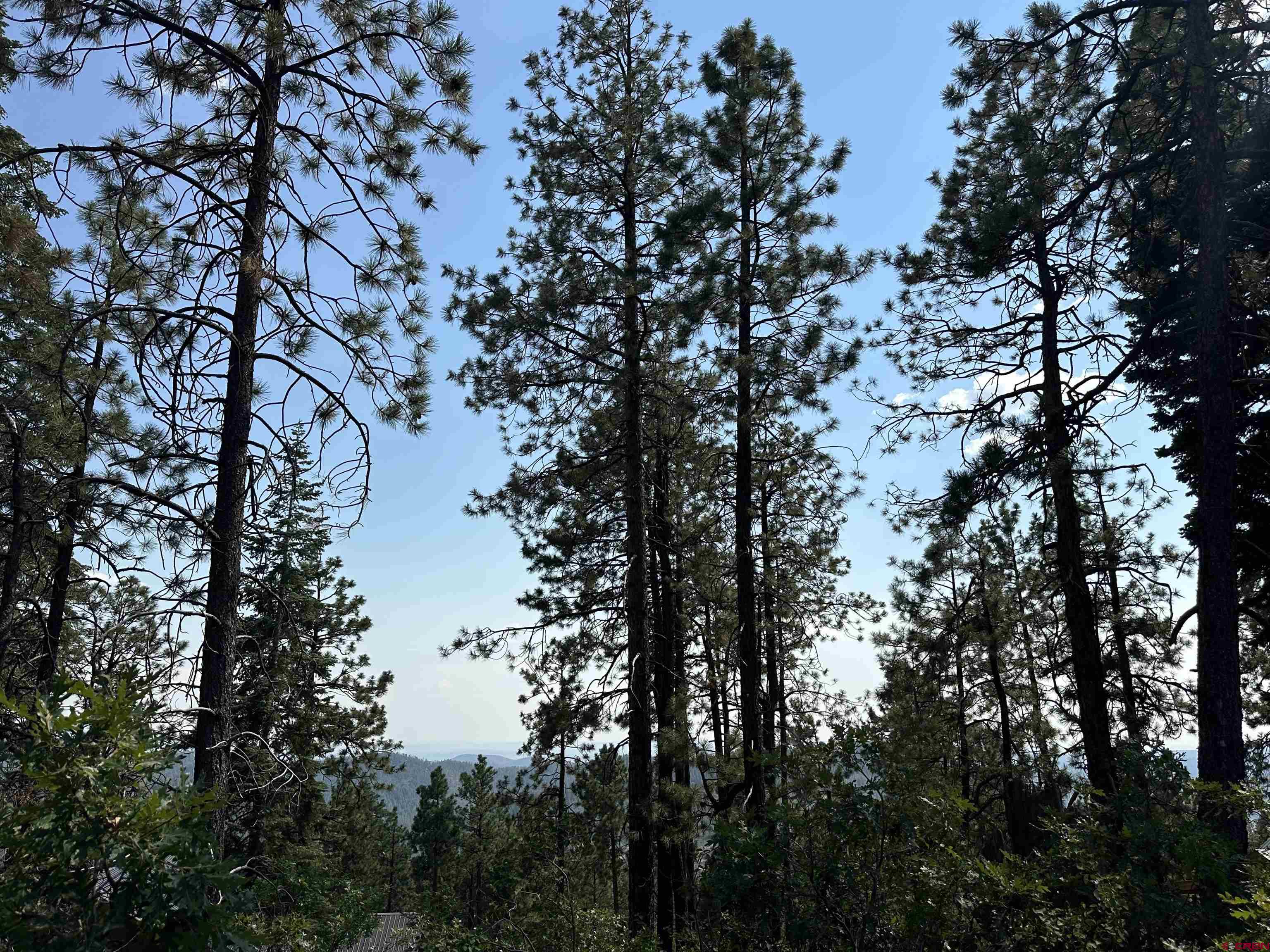 186 Pine Ridge Drive Bayfield, CO 81122 - Photo 15 of 25 a view of tree