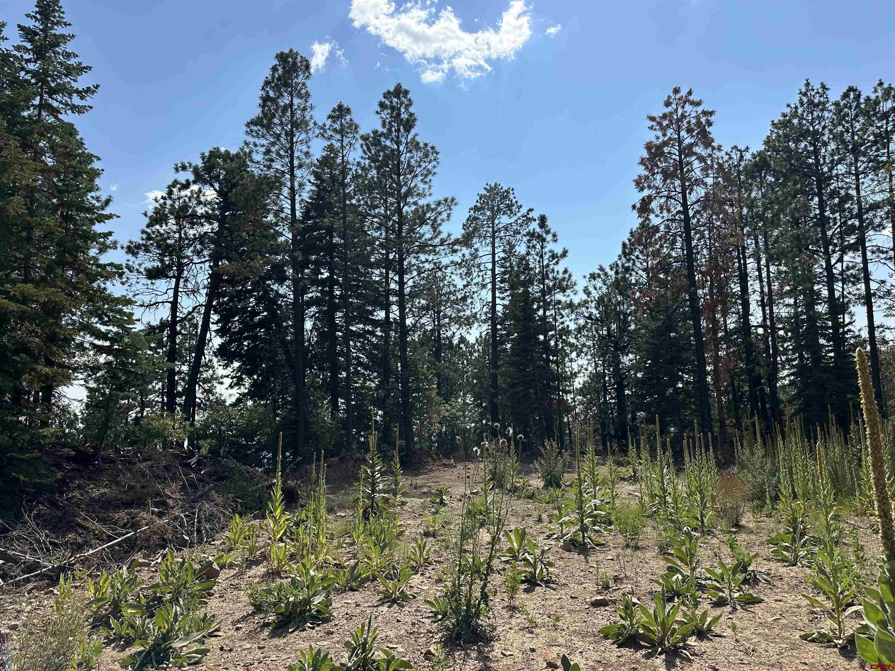 186 Pine Ridge Drive Bayfield, CO 81122 - Photo 17 of 25 a view of a garden