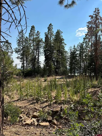 a view of yard with green space