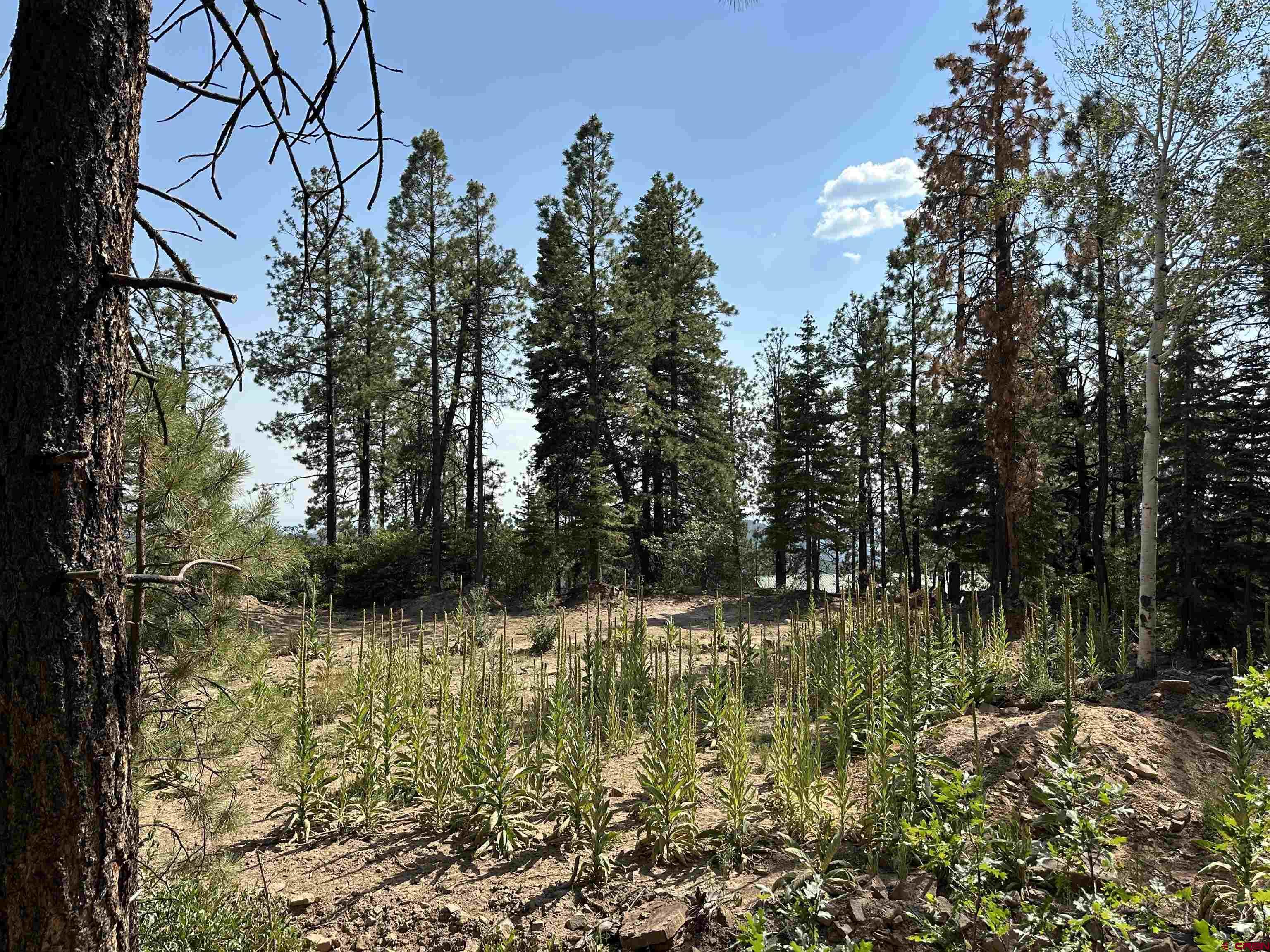 186 Pine Ridge Drive Bayfield, CO 81122 - Photo 19 of 25 a view of yard with green space