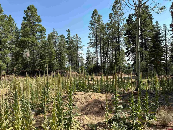 a view of a forest with trees
