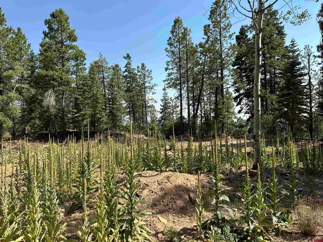 a view of a forest with trees