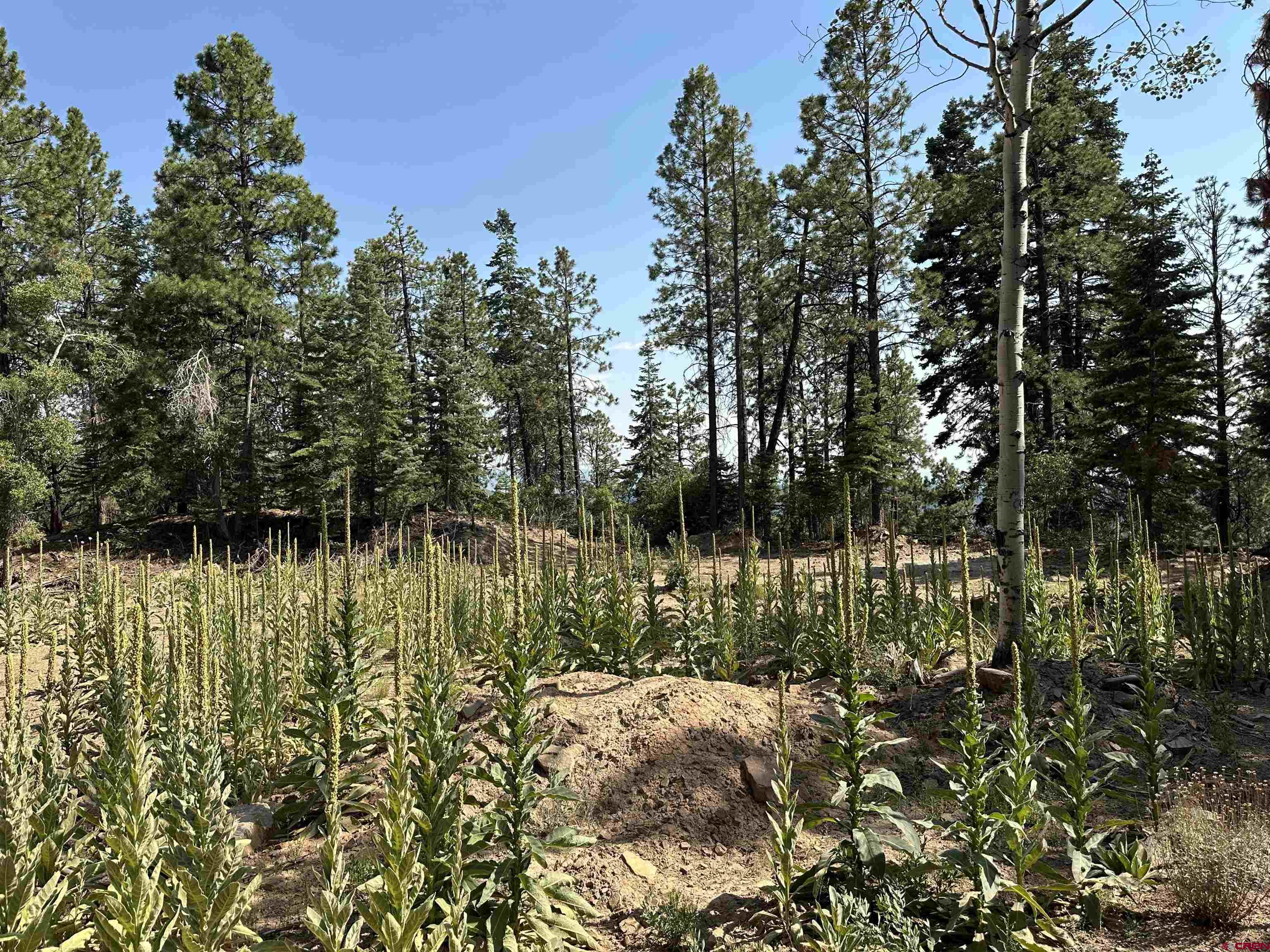 186 Pine Ridge Drive Bayfield, CO 81122 - Photo 21 of 25 a view of swimming pool from a lake