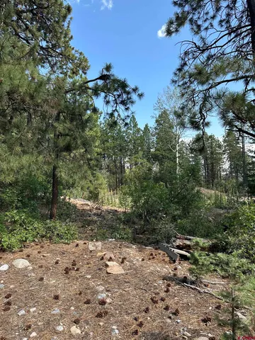 a big yard with lots of green space