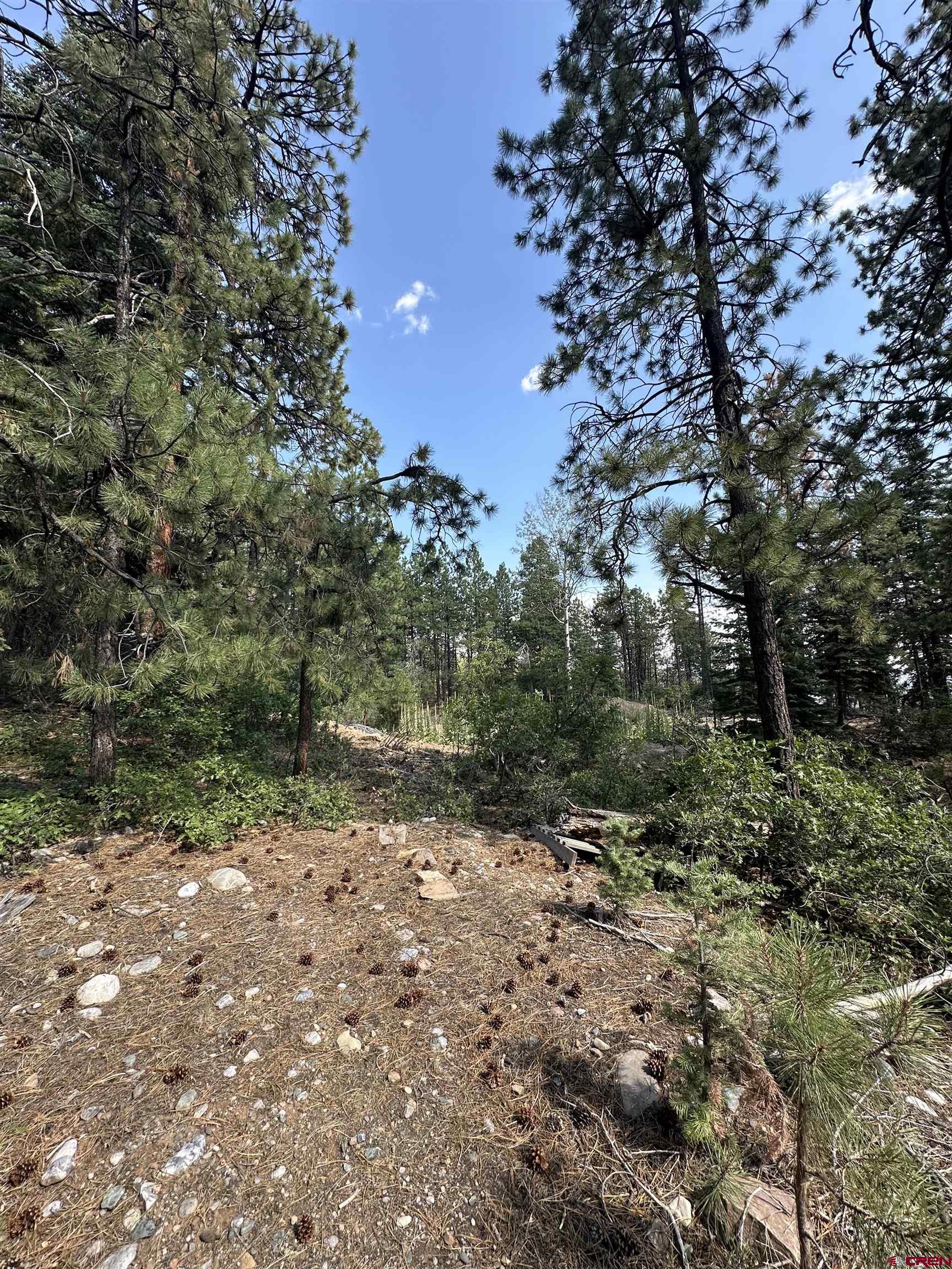 186 Pine Ridge Drive Bayfield, CO 81122 - Photo 24 of 25 a big yard with lots of green space