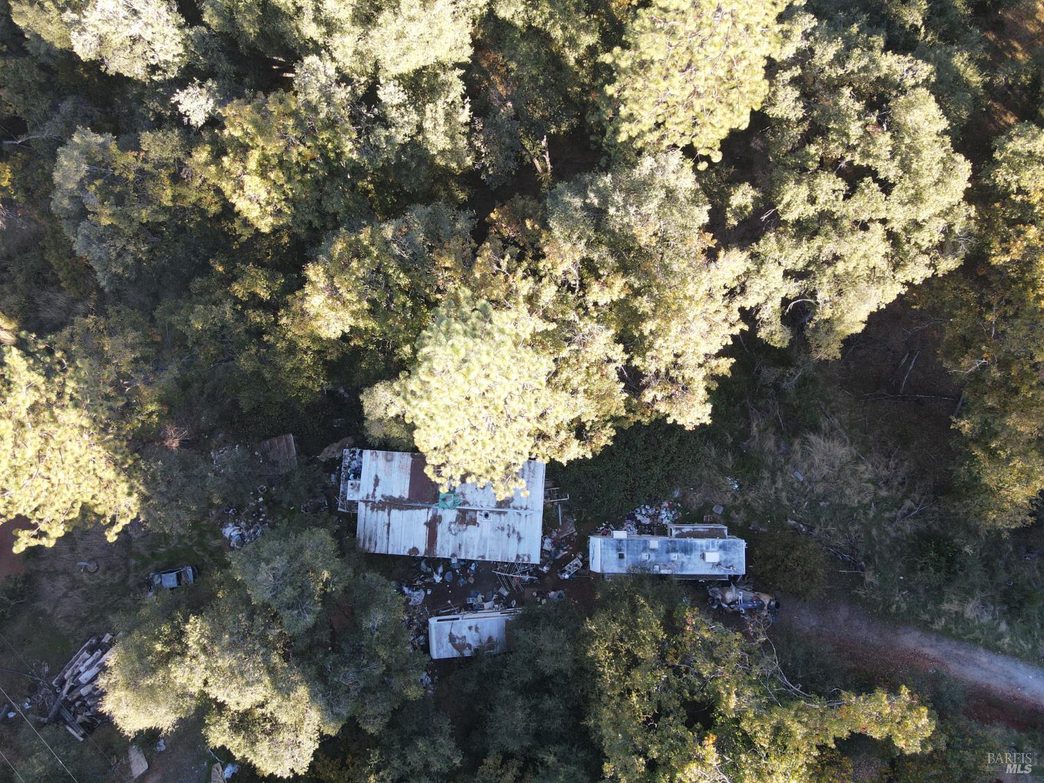 a tree in the middle of a yard