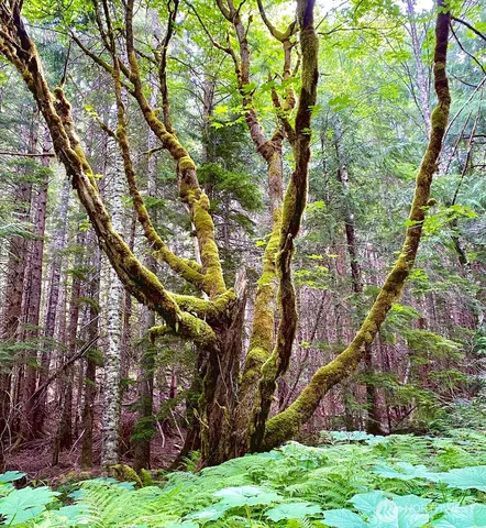 $195,000 | 0 Mountain Loop Highway, Leavenworth, WA 98826