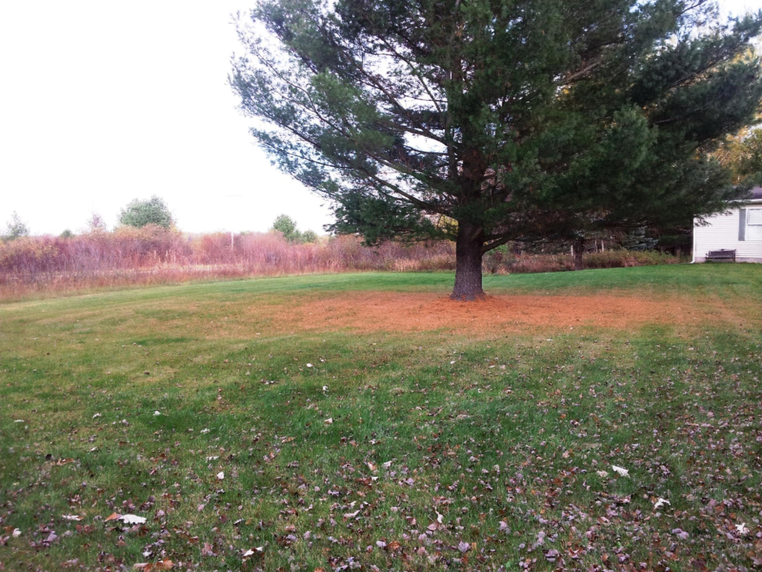 4950 Carlson Road Stanton, MI 48888 - Photo 18 of 18 North side of home