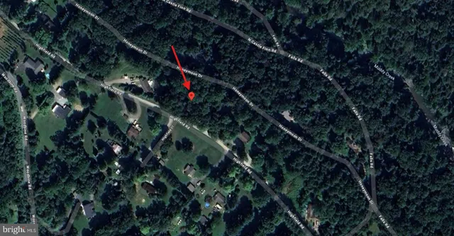 a view of a tree in a forest