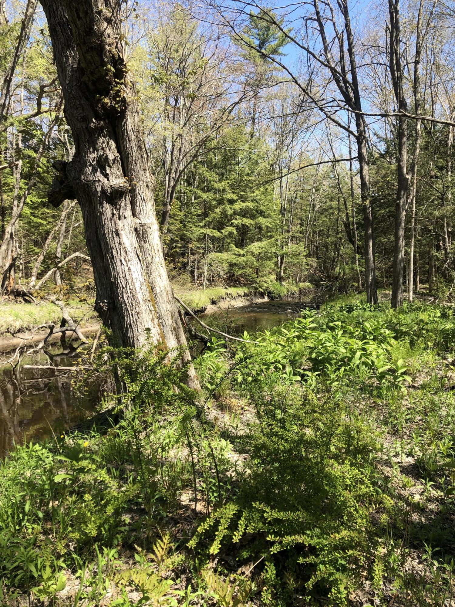 0 Sinnott Road Arundel, ME 04046 - Photo 5 of 7 IMG_5120 (1)