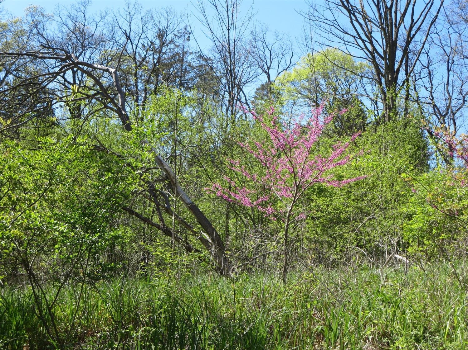 0 Geddes Road Ann Arbor, MI 48105 - Photo 8 of 10 Photo 8