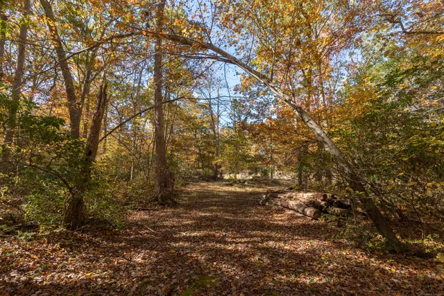 a view of a yard with a tree