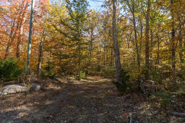 a view of a forest with trees