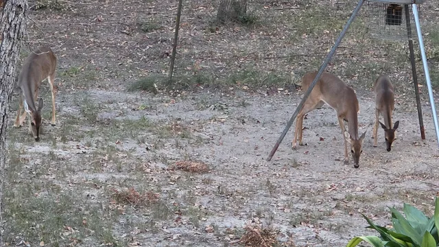 $574,900 | 729 County Road 4040, Crockett, TX 75835