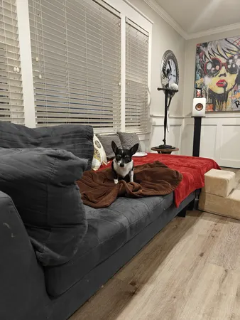 a view of a backyard with trees