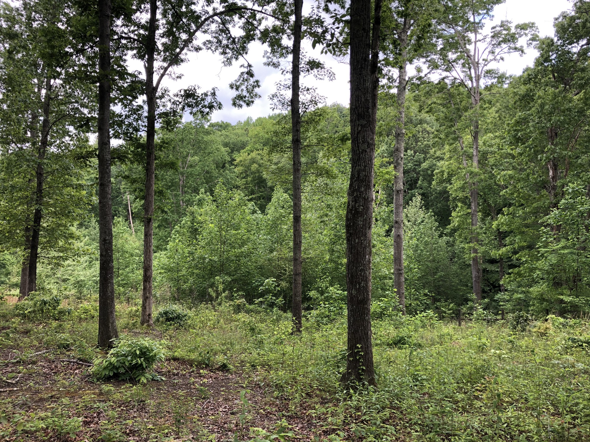 0 Powell Sullivan Road Franklin, TN 37064 - Photo 6 of 17 Gallery Image 6