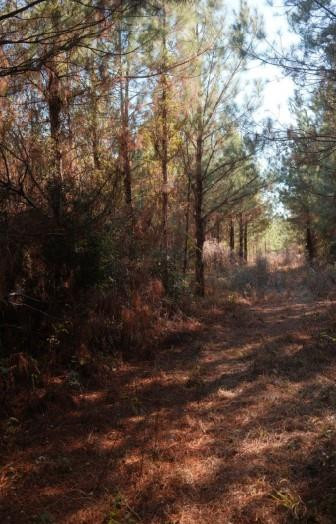 169 Johns Way Nahunta, GA 31553 - Photo 7 of 11
