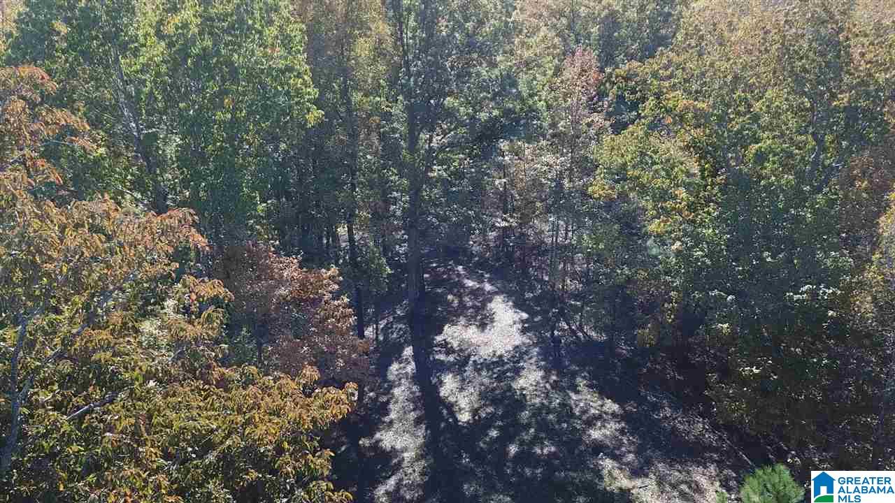225 Oak Valley Road Springville, AL 35146 - Photo 8 of 8