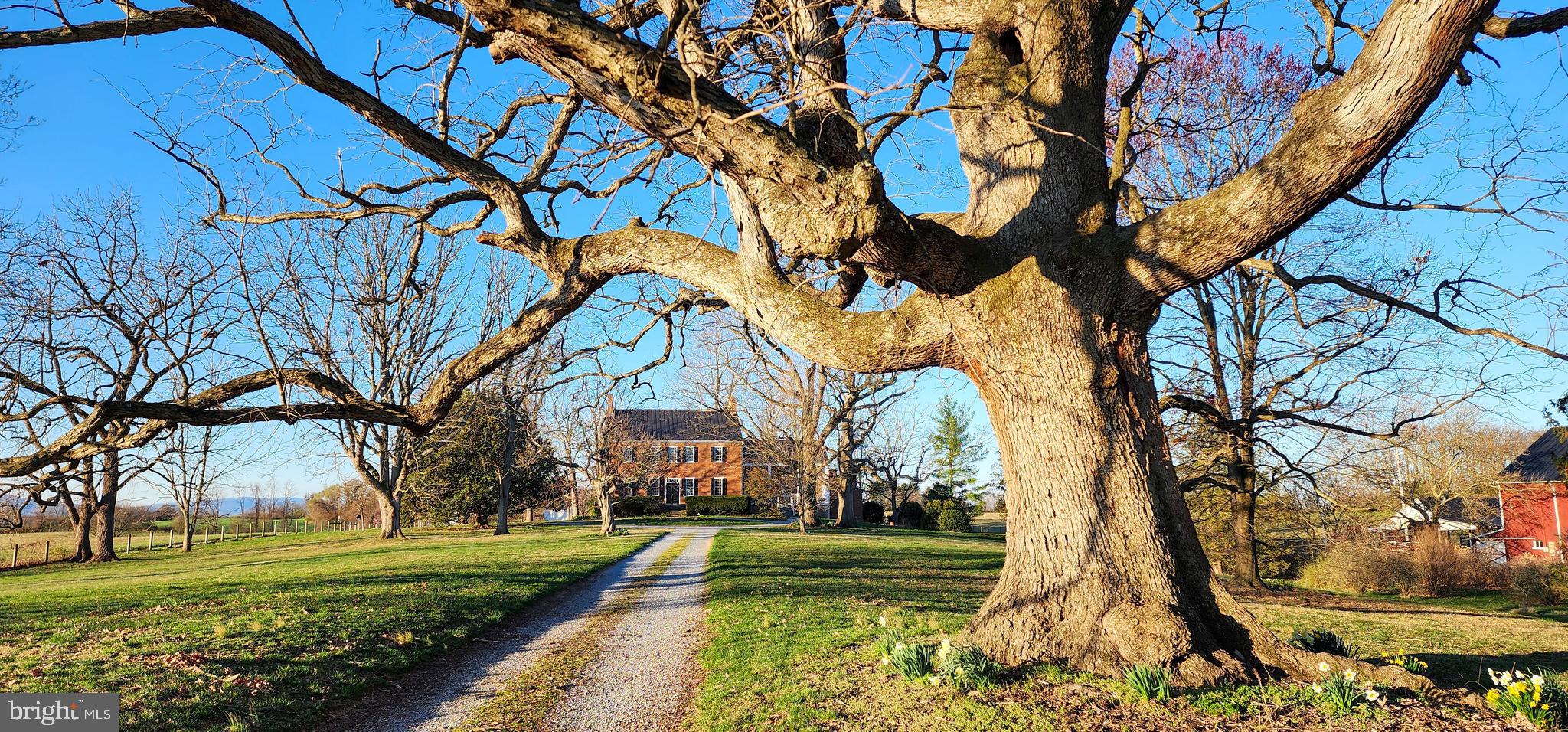 1074 Berrys Ferry Road White Post, VA 22663 - Photo 5 of 23 Stately oak greets you as you arrive