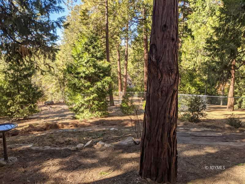 25915 Wayne Road Idyllwild, CA 92549 - Photo 47 of 69 a view of a yard with plants and trees