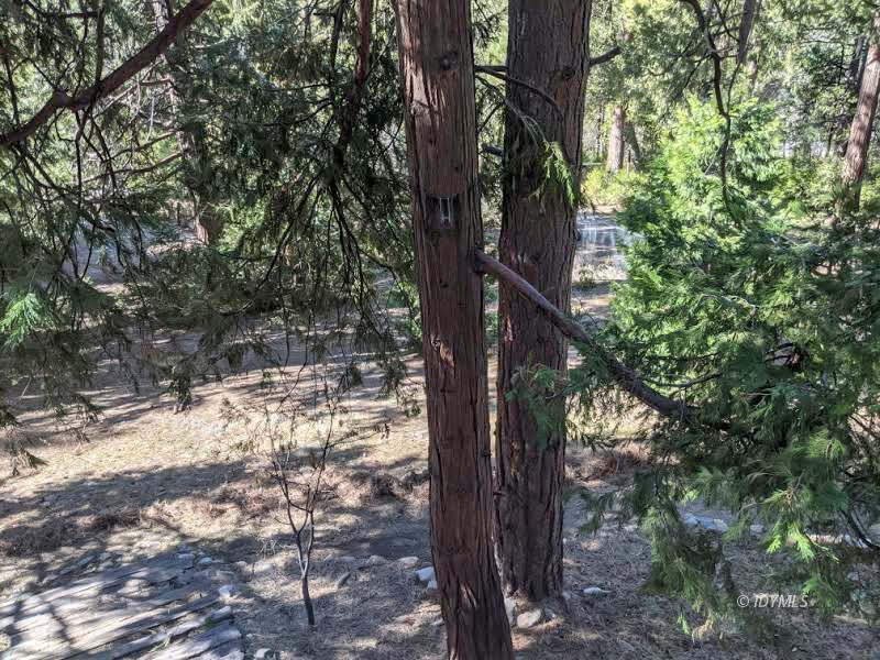 25915 Wayne Road Idyllwild, CA 92549 - Photo 52 of 69 a view of a yard with trees
