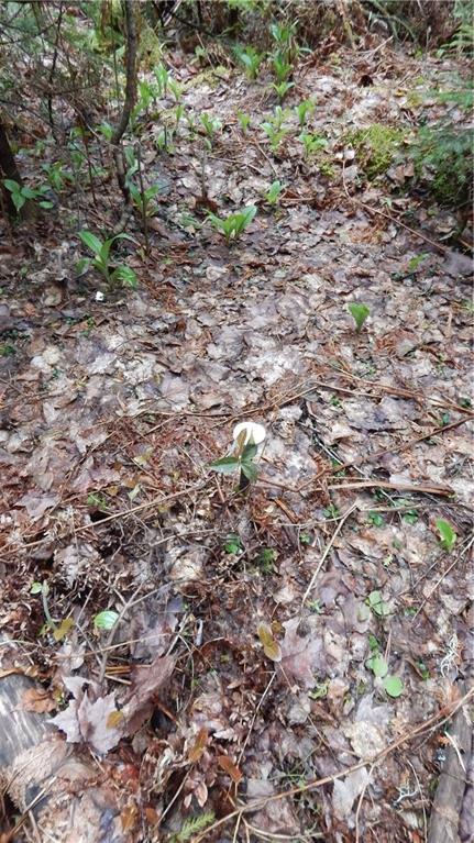 0 North Shore Road Brownville, ME 04414 - Photo 14 of 35 Photo
