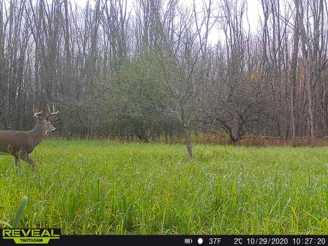 Beyer Road Road Free Soil, MI 49411 - Photo 13 of 46